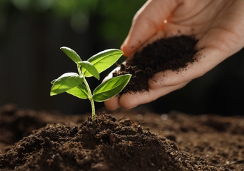 Plant the right tree in the right place
